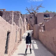 小蔡一点都不菜.