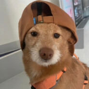 麦格第二巴图鲁