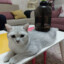 KEDİ SEVEN