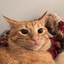 gato laranja