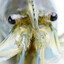 Panaeus Monodon