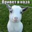 кончание в ягнят