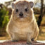 Hyrax