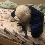 T.Halls the Buchanan