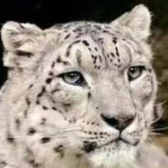 伝説芝士の雪豹