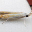 ᴿˢColeophora Tiliaefoliella