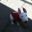 Bullterrier