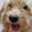 Doggu