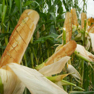 Abra ca garlic bread