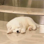 不是一般菜的菜鸟