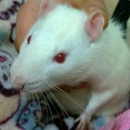 卖萌失败的朵朵酱