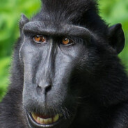 𝖇𝖑𝖆𝖈𝖐 | 𝖊𝖟e