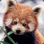 Red Panda