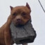 BricK Thr0win PiTbULL