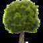 Treebark17