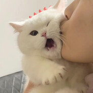 小茂超级能量补充