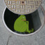 Chicago Sewer Groyper