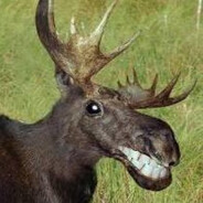 Moose - steam id 76561197966268095