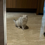 小柳炸鱼炸死你