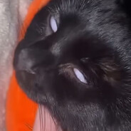 BlackCATboii