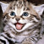 happy cat