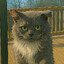 mittens