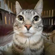 老牛爱吃淡水鱼