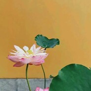 白杨树和戈壁滩