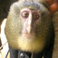 new monkey discovered