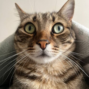 CEMEN KOTIK - steam id 76561199842935083