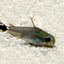 Gastrodermis Pygmaeus (Noah)