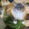 BeeseChurger