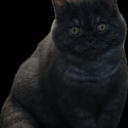 我把心給了我的貓