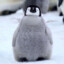 Penguin_072