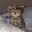 Outlaw_Kitty