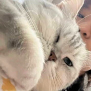 男人裤裆肯定松