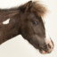 a dead melbourne cup horse