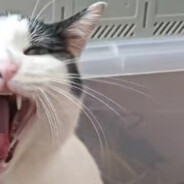 不爱吃鱼的喵桑