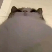 忍界没有常青树，只有