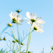 请举起手~茄子！