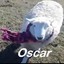 OSCAR LA OVEJA