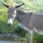 DonkeyDucker