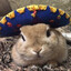 Rabbito