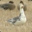 sneaky_goose