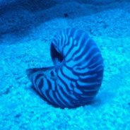 哈基米哦南北绿豆