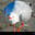 Gull