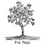 Fig Tree