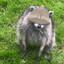 SperryAverage