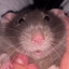 rat