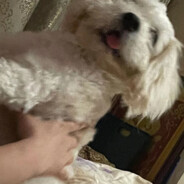 货拉拉拉的拉布拉多拉